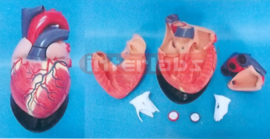 BIG MAGNIFIED/ANATOMICAL HEART MODEL, W/HORIZENTAL STYLE BASE (7 PCS/SET)